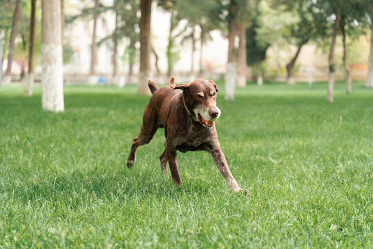 Dog hunting breed mutt