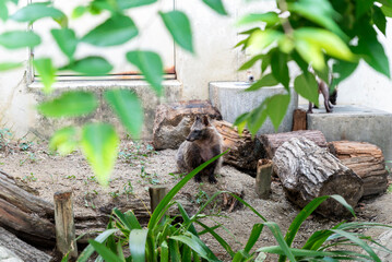 緑に囲まれて佇む動物園のホンドタヌキ