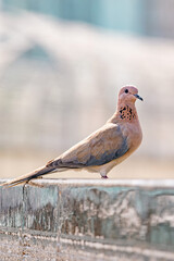 Pink pigeon, Spilopelia senegalensis, bird laughing dove close up.