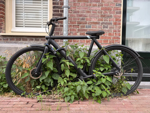 plant growing through bicycle