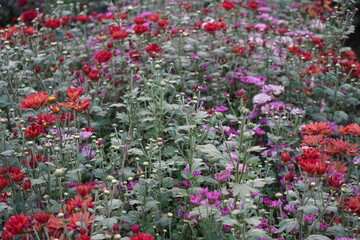 Blooming Red, Pink, and Purple Chrysanthemum Flowers in Cultivated Garden Bed with Green Foliage