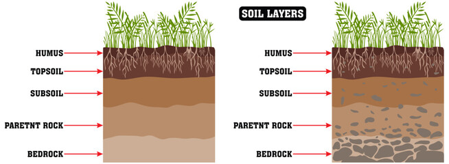 Soil layers diagram, scheme with grass, roots, stones, worms, humus, sand, stones. Geology Underground infographic. Land in the section. Mineral particles. Vector educational illustration