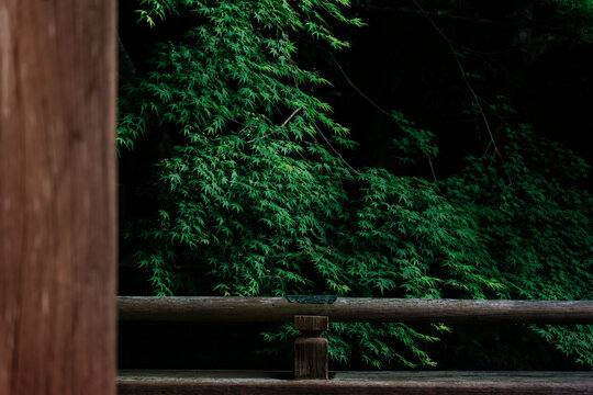 The verdant Zen of a Japanese temple: a silhouette of green maple.