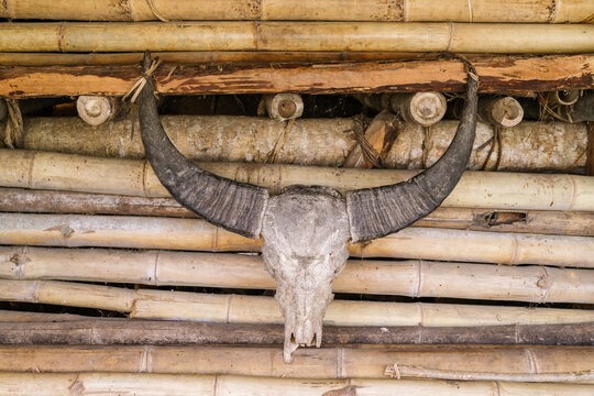 Buffalo Skull on Bamboo Wall &mdash; Sumba's Symbol of Ancestral Power