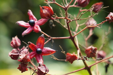 Clerodendrum trichotomum, also known as harlequin glorybower, glorytree, or peanut butter tree in closeup