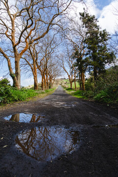 Tree-Lined Country Road with Puddle Reflection
