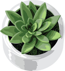 Small Succulent in White Pot