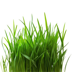 Lush green grass blades against a vibrant abstract background of multicolored lines