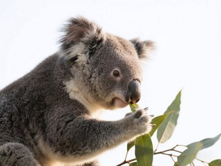 Naklejka premium koala