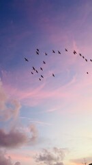 birds in the sky during sunset