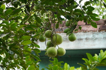 The pomelo, pummelo, or in scientific terms citrus maxima or citrus grand is, is the largest citrus fruit from the family rutaceae and the principal ancestor of the grapefruit hanging from tree