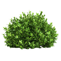 Obraz premium Lush green foliage plant bush vibrant leaves nature greenery