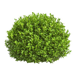 Naklejka premium Lush green shrubbery vibrant foliage healthy plant life outdoor greenery nature beauty
