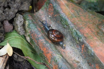 glass snail crawling in closeup