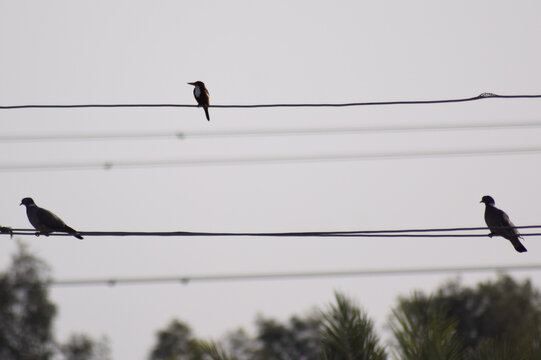A group of birds standing in different places among the trees and feeding on seeds, bird, sparrow, nightingale, pigeon.