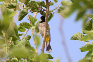 A group of birds standing in different places among the trees and feeding on seeds, bird, sparrow, nightingale, pigeon.