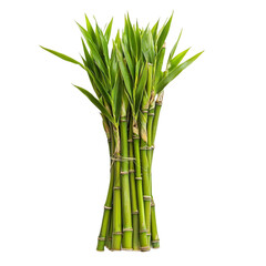 Fototapeta premium A bundle of fresh green bamboo stalks with leaves a natural plant image