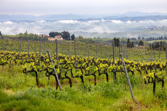 Spring Awakening in Tuscan Vineyards