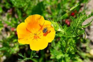 Apple blossom beetle on yellow flower – Tropinota hirta on yellow poppy flower in garden, beetle in flight