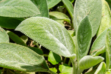 Lamb's ear plant (Stachys byzantina) in garden. closeup of Fluffy green leaves, soft texture background. 
