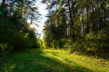Forest path winding through green trees. Sunlit park landscape. Outdoor escape and natural scenery for relaxation.