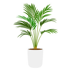 アレカヤシの鉢植え