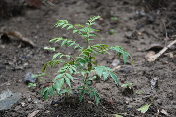 A young curry tree growing in soil