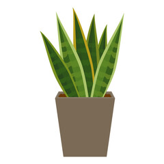 サンセベリアの鉢植え