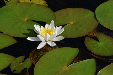 Eine Seerose öffnet sich an einem warmen Sommertag auf einem dunklen Fluss in Schweden