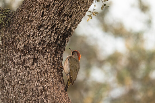 Female Iberia Green Woodpecker Portrait  