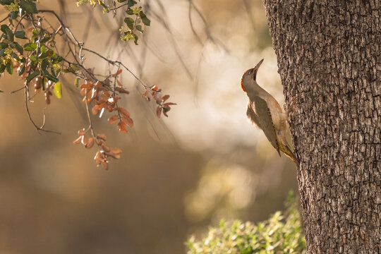 Fototapeta Female Iberian Green Woodpecker Perched On A Tree At Sunset  