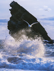Seascape photography dramatic ocean wave crash soaring seagull coastal rock formation sea spray powerful nature epic shoreline photo freedom ocean energy dynamic coast Portugal beach adventure