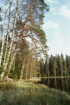 Fototapeta Serene lakeside forest during daylight with towering trees 