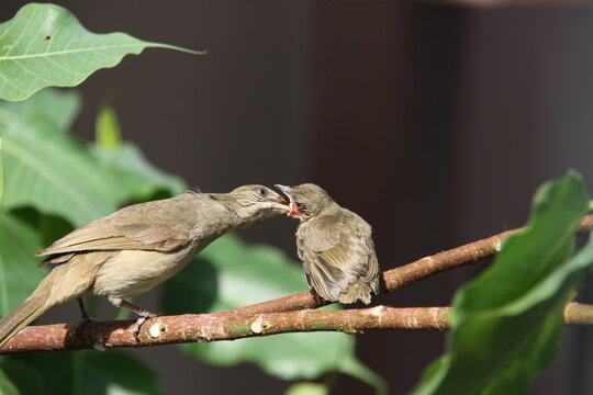 ฺBird family  Butiful Mom & Baby bird.
