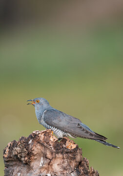 Cuckoo sing 'COO-koo' song (like a cuckoo clock) 