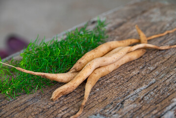 Shatavari or Asparagus racemosus roots on wooden background. herbal or ayurvedic medicine