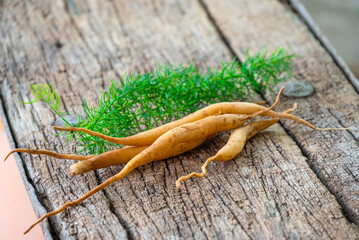 Shatavari or Asparagus racemosus roots on wooden background. herbal or ayurvedic medicine