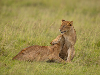 LION CUBS