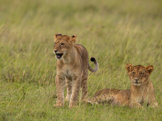 LION CUBS