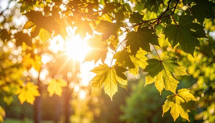 Fototapeta premium Sunlight filtering through vibrant green and yellow maple leaves in a lush green forest during golden hour