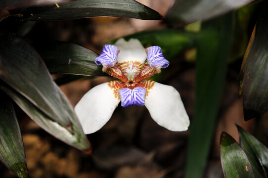 Closeup of beautiful Brazilian irises