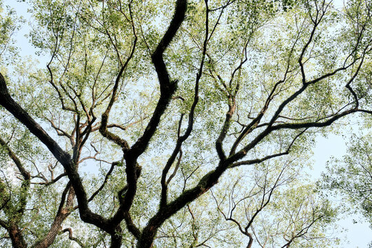 Closeup of the veins of the branches of a century-old tree