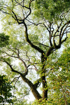Closeup of tall old tree trunk and branches background