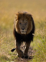 lion walking