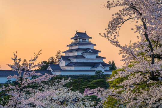 Dusk Colors and Sakura at Tsurugajo Castle 