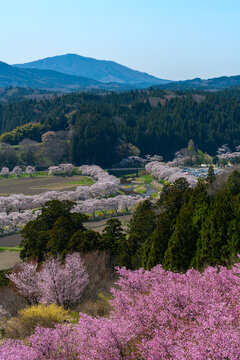 Looking Over The Cherry Blossom Lined Natsui River In Fukushima