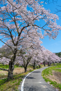 Cherry Blossom Trees Covering A Small Path