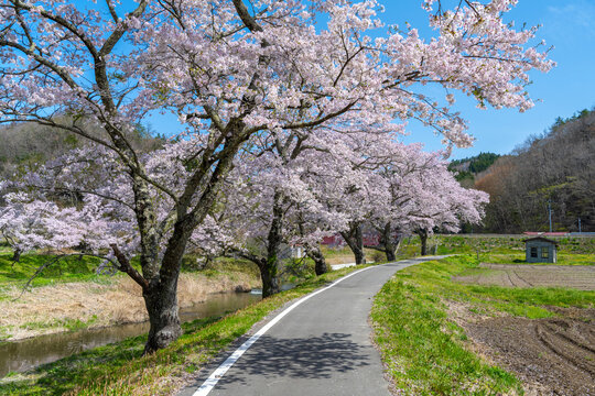 Cherry Blosoms Along A Small Path In Fukushima