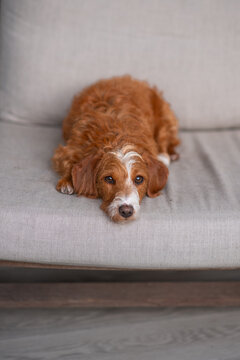 cute Doxiepoo