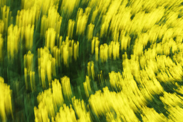 Vibrant yellow flowers in a swirling field during spring
